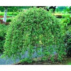Vŕba japonská (Salix integra) - výška 160-180cm, kont. C5L - PENDULA